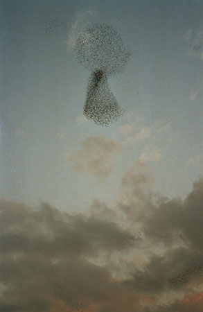 Celestino Spada.
From the “Flock of Birds” project