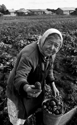 Yuri Rost.
She dug up good potatoes. Yubra village in the Arkhangelsk region, Russia