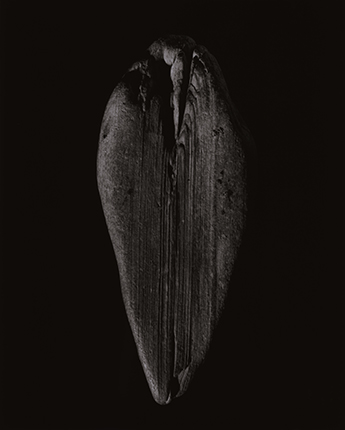 Из серии «Шизука», 2012-2014 ©Yamamoto Masao, Courtesy of Etherton Gallery, Arizona U.S.A.