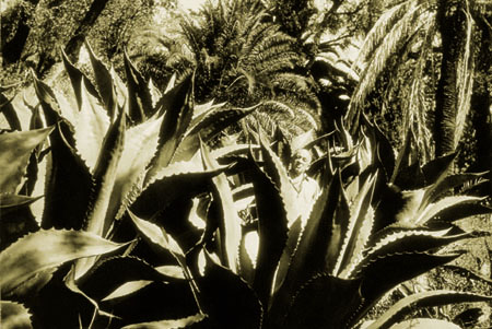Робер Дуано.
Блез Сендрар в своем саду в Сен-Сегоне. 
Собрание Национального фонда современного искусства, Париж