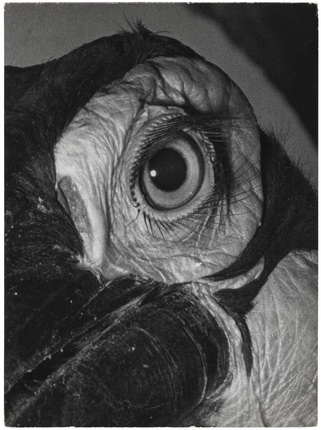 André Steiner.
Eye of a parrot, 1930s.
Silver bromide-gelatin print.
© Nicole Bajolet-Steiner